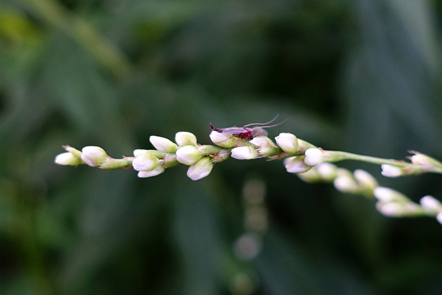 Persicaria punctata