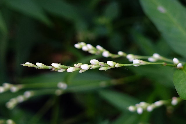 Persicaria punctata