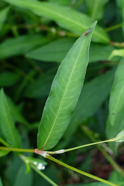 Persicaria punctata - leaves