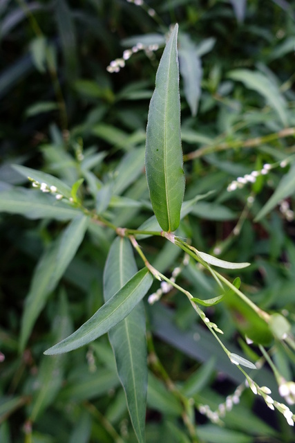 Persicaria punctata - leaves