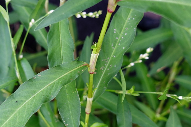 Persicaria punctata - stem