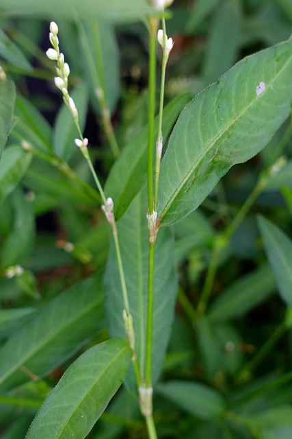 Persicaria punctata - stem