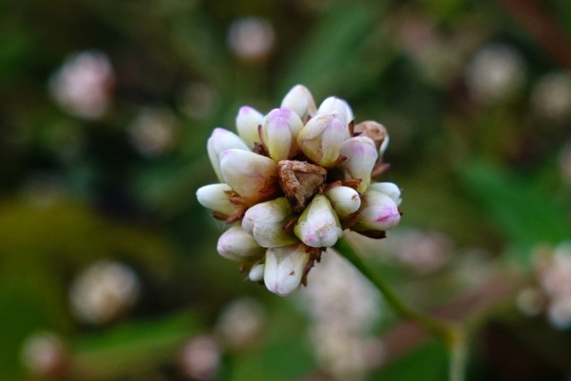 Persicaria sagittata