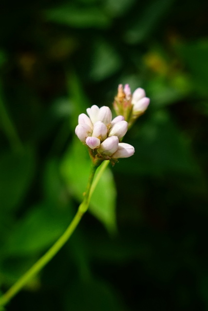 Persicaria sagittata