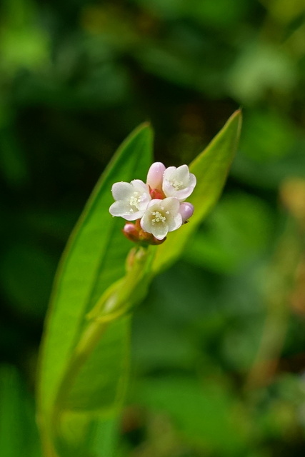 Persicaria sagittata