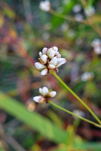 Persicaria sagittata