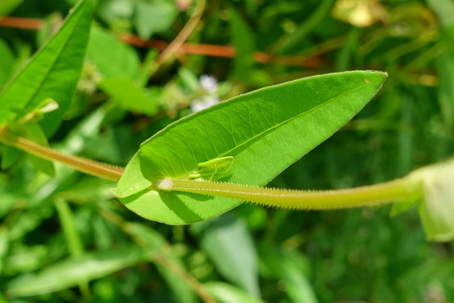 Persicaria sagittata - leaves