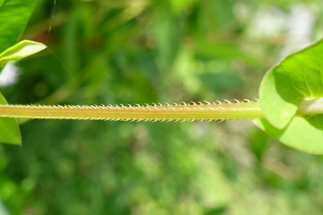 Persicaria sagittata - stem