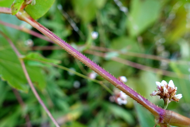 Persicaria sagittata - stem