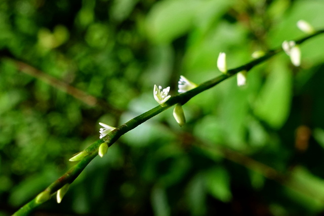 Persicaria virginiana