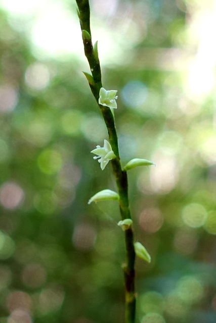 Persicaria virginiana