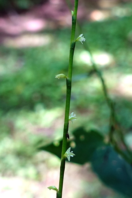 Persicaria virginiana