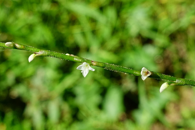 Persicaria virginiana