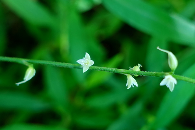 Persicaria virginiana