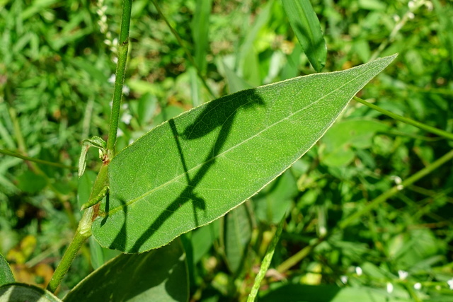 Persicaria virginiana - leaves