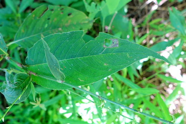 Persicaria virginiana - leaves