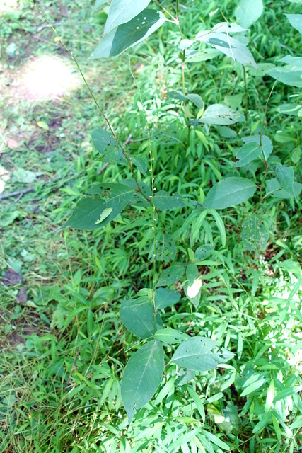 Persicaria virginiana - plant