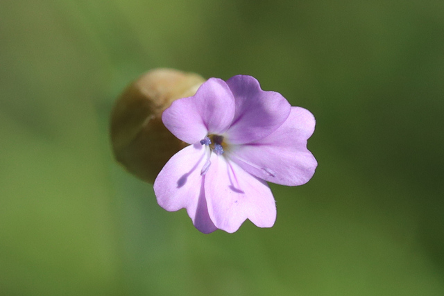 Petrorhagia prolifera