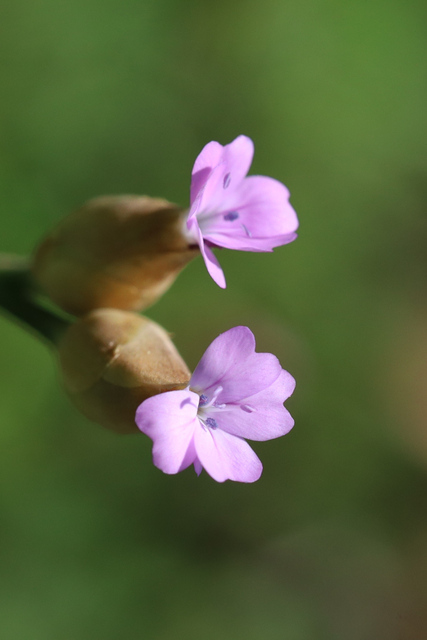 Petrorhagia prolifera