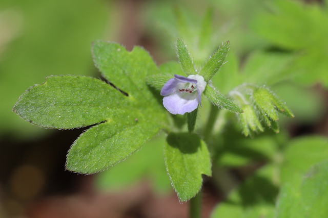 Phacelia covillei