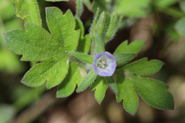 Phacelia covillei