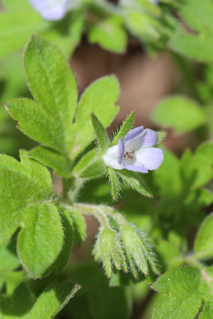 Phacelia covillei