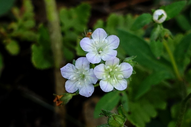 Phacelia dubia