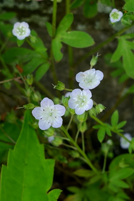 Phacelia dubia