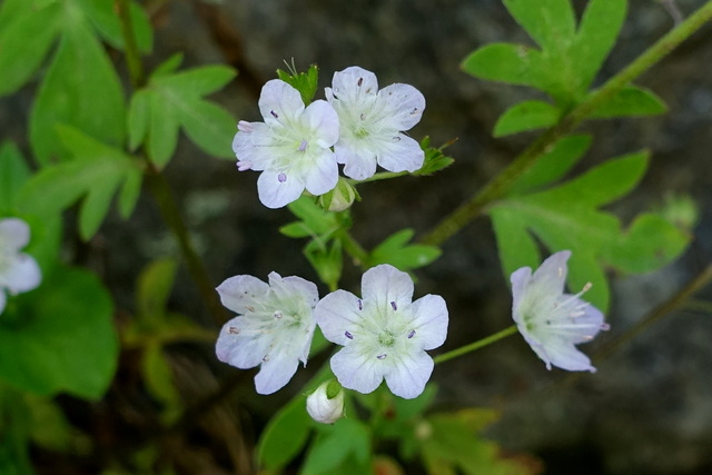 Phacelia dubia