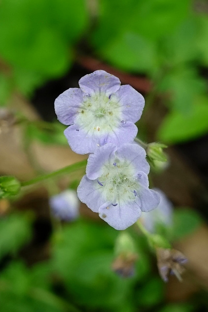 Phacelia dubia