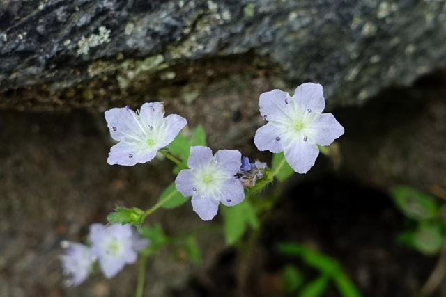 Phacelia dubia