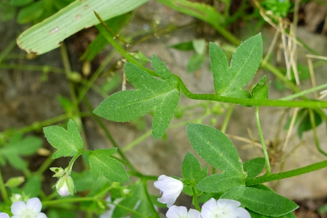 Phacelia dubia - leaves