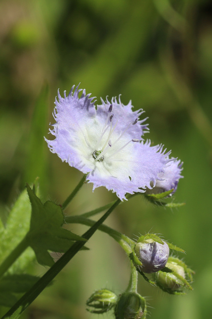 Phacelia purshii