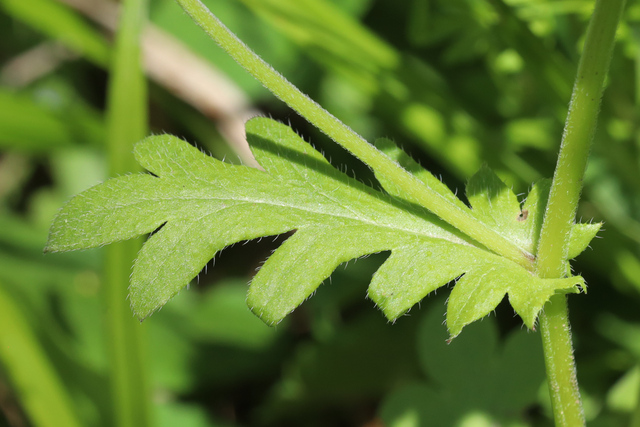 Phacelia purshii - leaves