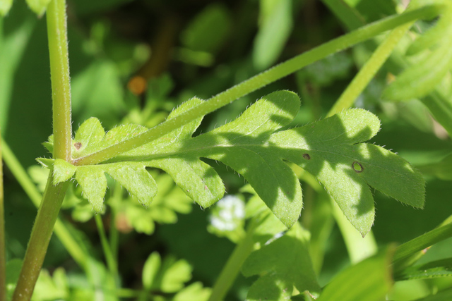 Phacelia purshii - leaves