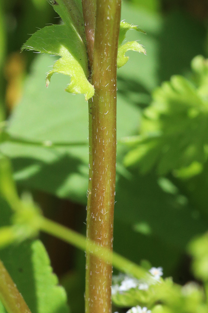 Phacelia purshii - stem