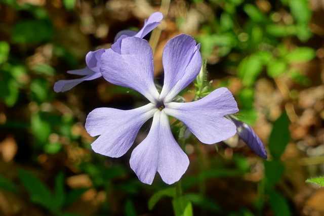 Phlox divaricata