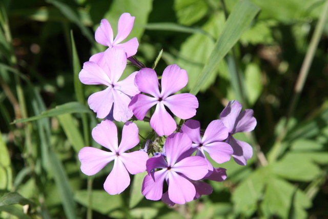 Phlox divaricata