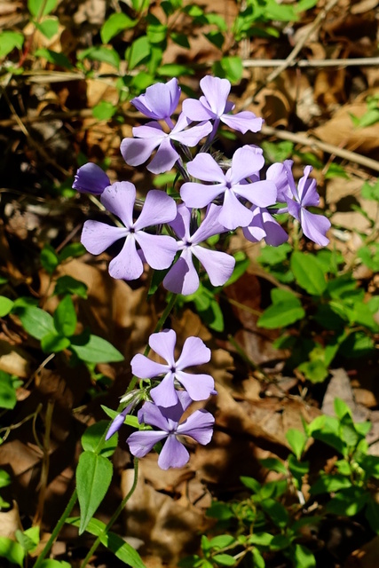 Phlox divaricata