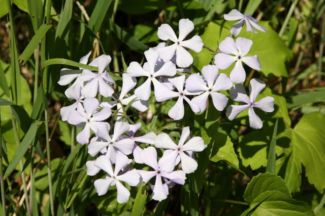 Phlox divaricata