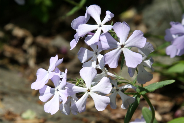 Phlox divaricata