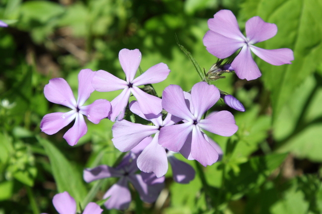 Phlox divaricata