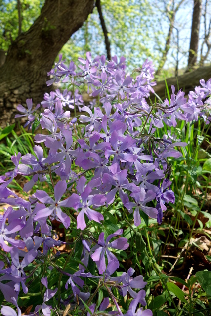 Phlox divaricata