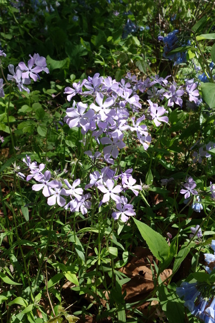 Phlox divaricata