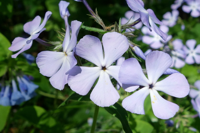 Phlox divaricata