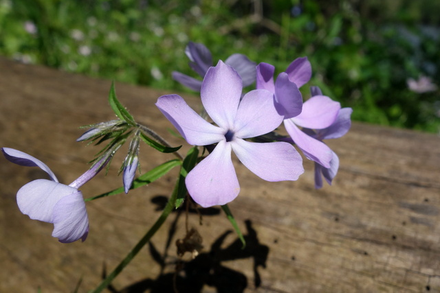 Phlox divaricata