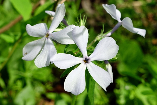 Phlox divaricata