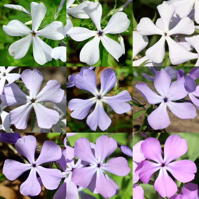 Phlox divaricata - color variation