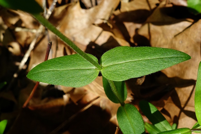 Phlox divaricata - leaves