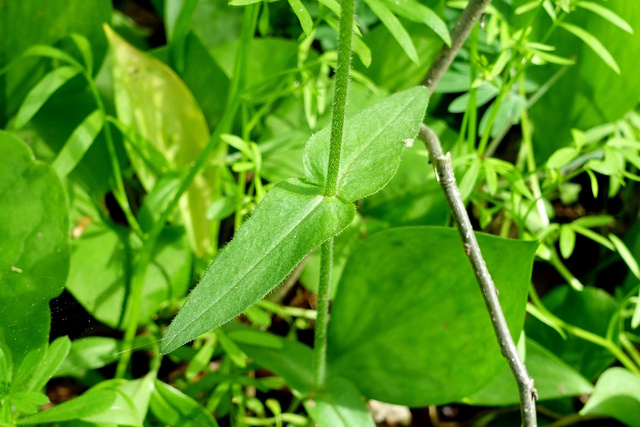 Phlox divaricata - leaves